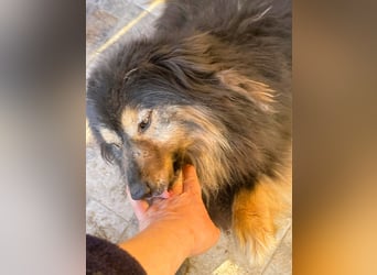 Herzbube Jack – sucht ein Zuhause für immer