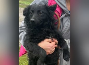 Aila – schwarze Schönheit sucht ein Zuhause