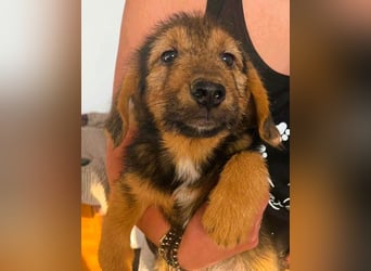 Banja - kleine Dackel-Mix Beinchen auf der Suche nach ihrem Glück