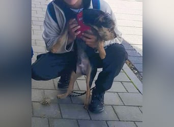 Ein süßer Fratz – das ist EDY