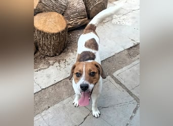 Beagle Mix „Freddy“  -  toller Familienanschluss gesucht