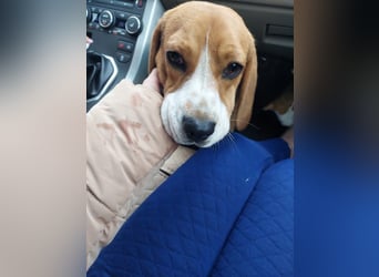 Beagle-Mix " NINO " - toller Bub und soooo lieb