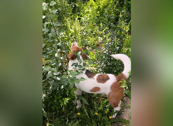 Beagle Mix „Freddy“  -  toller Familienanschluss gesucht