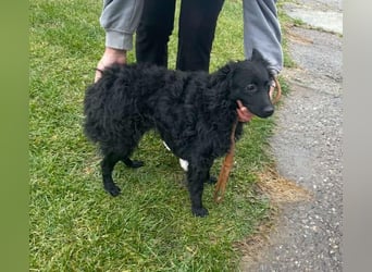 Aila – schwarze Schönheit sucht ein Zuhause