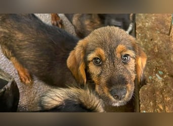 Banja - kleine Dackel-Mix Beinchen auf der Suche nach ihrem Glück
