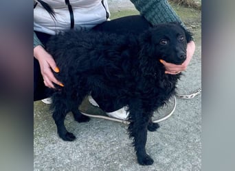 Aila – schwarze Schönheit sucht ein Zuhause