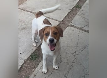 Beagle Mix „Freddy“  -  toller Familienanschluss gesucht