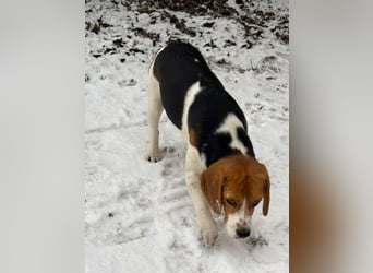 Beagle-Mix " NINO " - toller Bub und soooo lieb