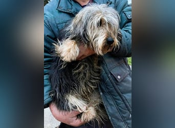 Friedwart – kleiner Herzensbrecher sucht ein Plätzchen