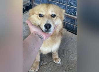 Süß - Süßer - „ZOE“ Zuhause auf Lebzeit gesucht