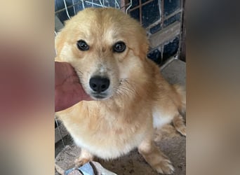 Süß - Süßer - „ZOE“ Zuhause auf Lebzeit gesucht
