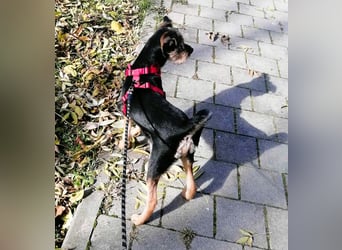 Ein süßer Fratz – das ist EDY