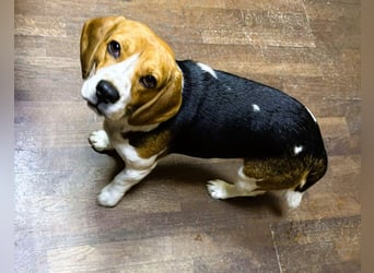 Beagle-Mix " NINO " - toller Bub und soooo lieb