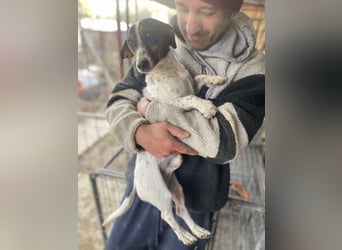 Pongo - Jack Russel Mix im Pünktchen Design