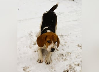 Beagle-Mix " NINO " - toller Bub und soooo lieb