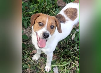 Beagle Mix „Freddy“  -  toller Familienanschluss gesucht