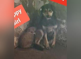 Süß - Süßer - „ZOE“ Zuhause auf Lebzeit gesucht