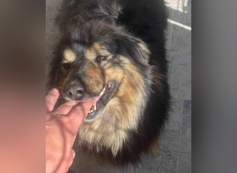 Herzbube Jack – sucht ein Zuhause für immer