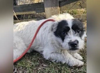 NIMERIA - VOLLER LIEBE