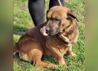 GONZI MÖCHTE ENDLICH LOSSPAZIEREN