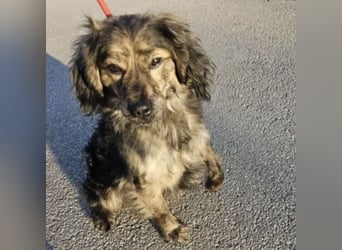 Forest sucht das Abenteuer