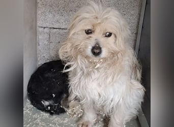 Toffi - bereit für Liebe