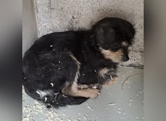 Biggiwi - leise Hoffnung