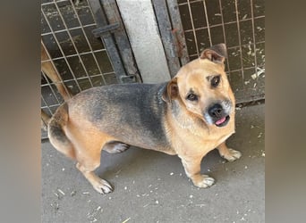 FURA - EINZIGARTIGE HÜNDIN SUCHT EINZIGARTIGE MENSCHEN