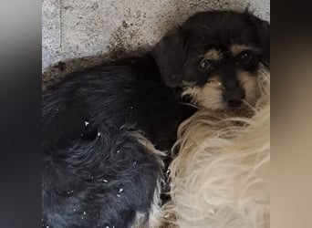 Biggiwi - leise Hoffnung