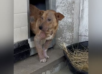 Felina - Schüchtern, aber liebenswert