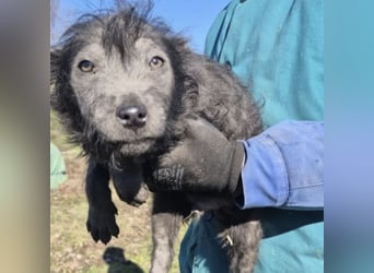 HAMU - VON DER STRAßE INS GLÜCK