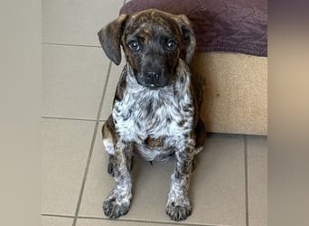 Romy - Großes Herz, kleine Pfoten