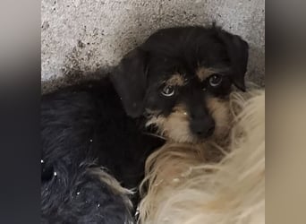 Biggiwi - leise Hoffnung