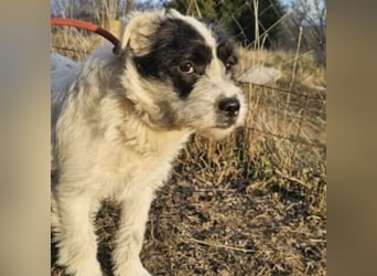 NIMERIA - VOLLER LIEBE