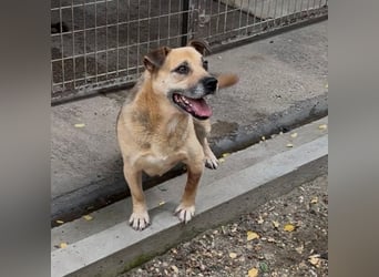 FURA - EINZIGARTIGE HÜNDIN SUCHT EINZIGARTIGE MENSCHEN