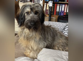 CSOMI SUCHT LIEBEVOLLES ZUHAUSE