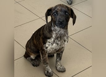 Romy - Großes Herz, kleine Pfoten