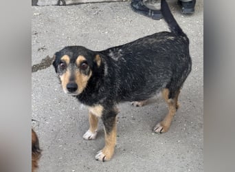 Loxi - ein Herz auf vier Pfoten