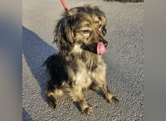 Forest sucht das Abenteuer