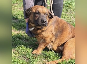 GONZI MÖCHTE ENDLICH LOSSPAZIEREN