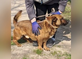 GONZI MÖCHTE ENDLICH LOSSPAZIEREN