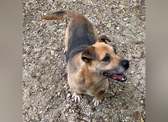 FURA - EINZIGARTIGE HÜNDIN SUCHT EINZIGARTIGE MENSCHEN