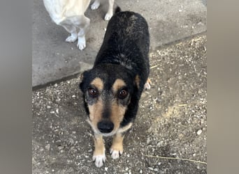 Loxi - ein Herz auf vier Pfoten