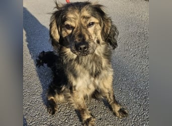 Forest sucht das Abenteuer