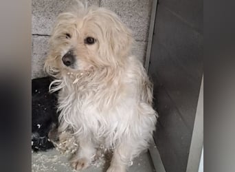 Toffi - bereit für Liebe