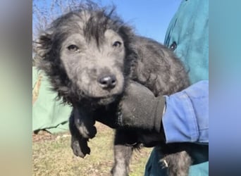 HAMU - VON DER STRAßE INS GLÜCK