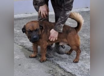 GONZI MÖCHTE ENDLICH LOSSPAZIEREN