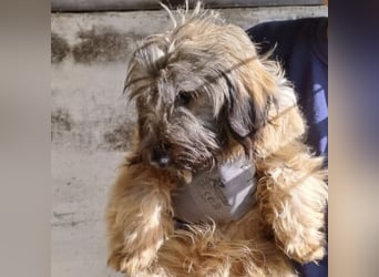 CSOMI SUCHT LIEBEVOLLES ZUHAUSE