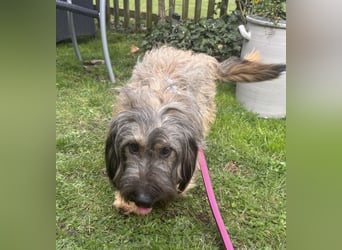 CSOMI SUCHT LIEBEVOLLES ZUHAUSE