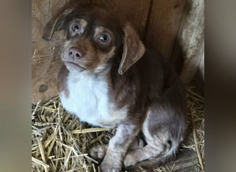 PETYA - VOLLER HOFFNUNG